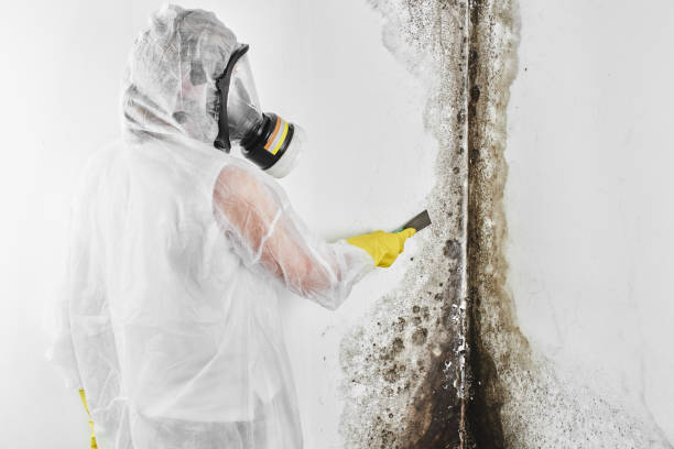 Best Best Mold Removal Companies  in Lubeck, WV