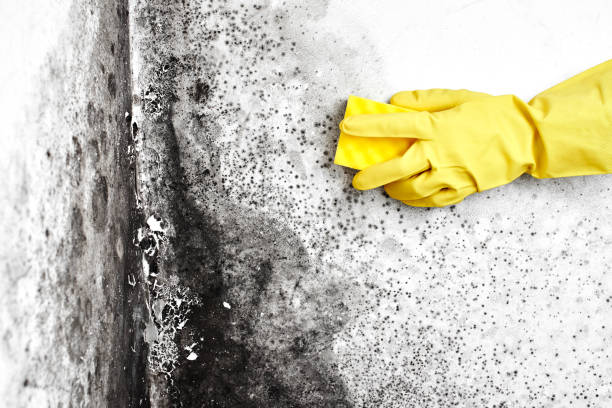 Best Same-Day Mold Removal  in Lubeck, WV