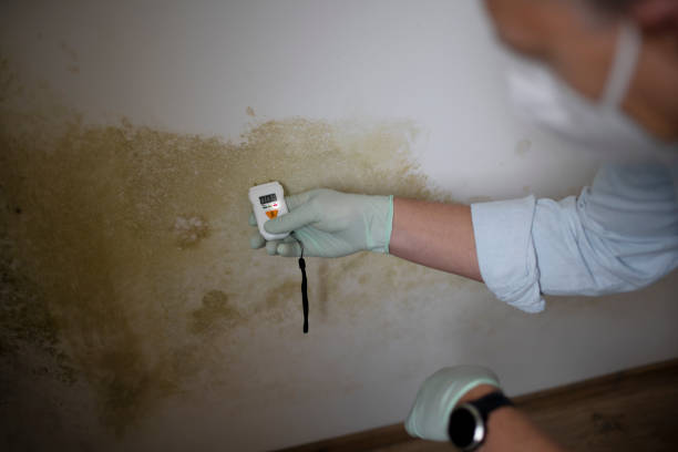 Best Best Mold Removal Companies  in Lubeck, WV