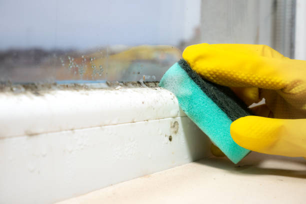 Best Affordable Mold Removal  in Lubeck, WV