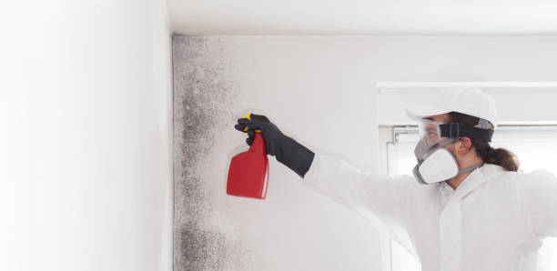 Best Mold Cleaning Services  in Lubeck, WV