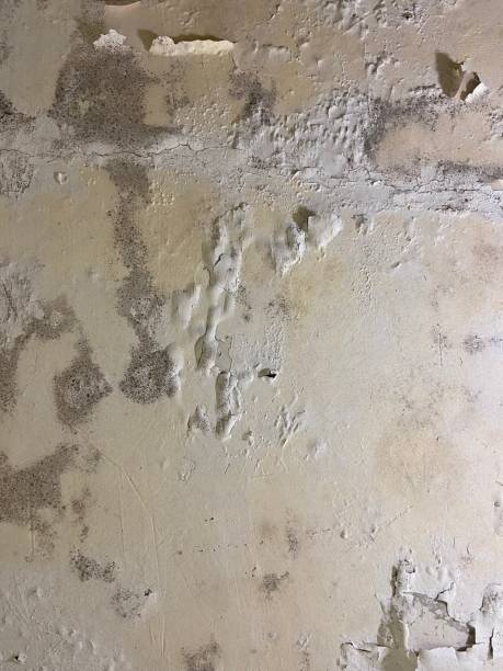 Best Black Mold Removal  in Lubeck, WV