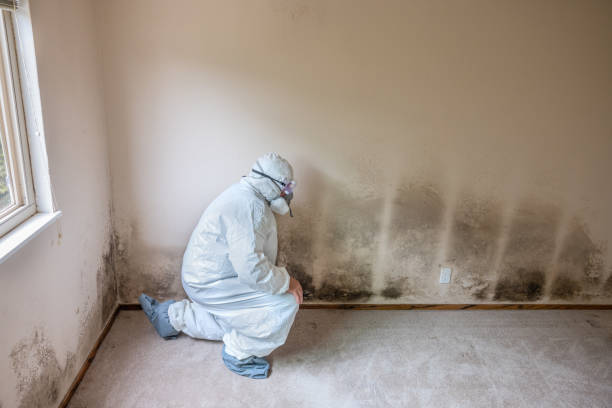 Mold Removal Process in Lubeck, WV