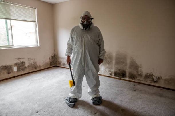 Best Attic Mold Removal  in Lubeck, WV